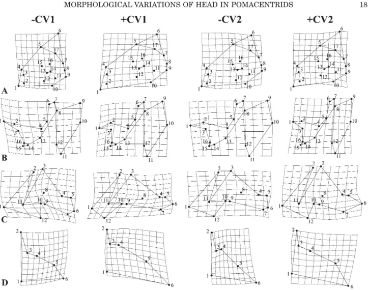 Fig. 6. TPS Deformation grids depicting (A) neurocranium; (B) suspensorium and opercle;