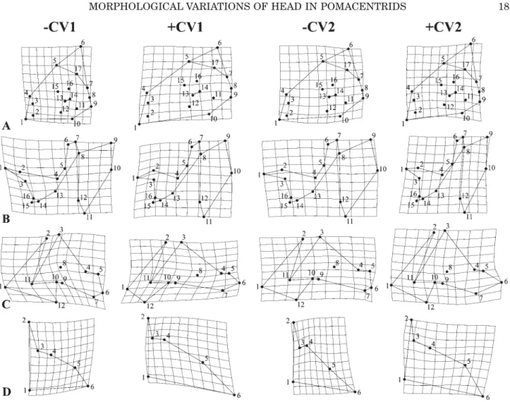 Fig. 6. TPS Deformation grids depicting (A) neurocranium; (B) suspensorium and opercle;