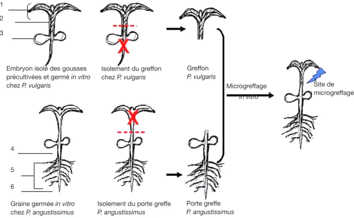 Figure 2. Représentation schématique des différentes étapes du microgreffage in vitro selon le protocole de Gulati et al