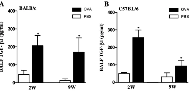 Figure  8:  Levels  of  TGF-β 1   in  the  BALF  of  C57BL/6  (B)  and  BALB/c  (A)  mice  in  sensitized  to  OVA  and  exposed to OVA or PBS aerosols for 2 weeks and 9 weeks