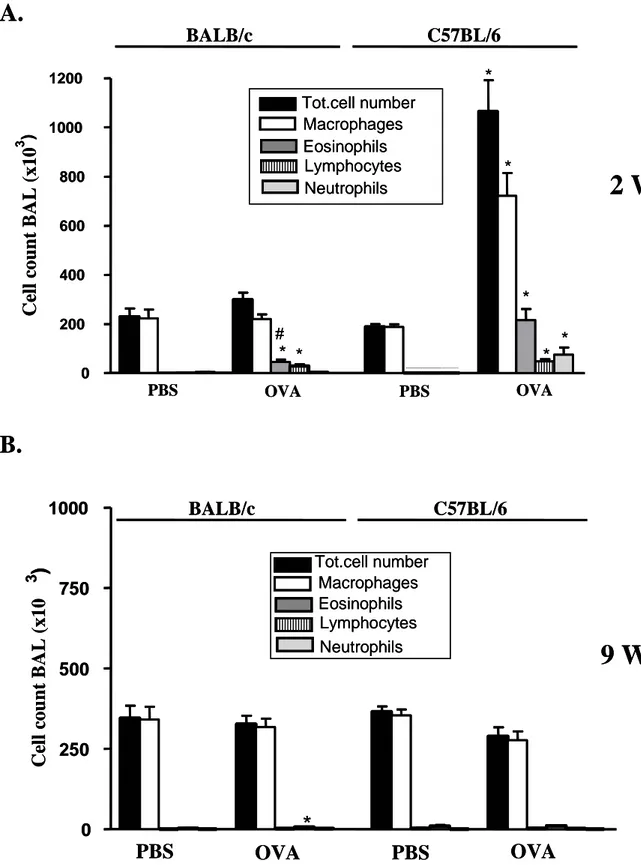 Figure 2: BALF total cell count and differentiation in OVA sensitised C57BL/6 and BALB/c mice exposed to  OVA or PBS aerosols for 2 weeks (A) and 9 weeks (B)