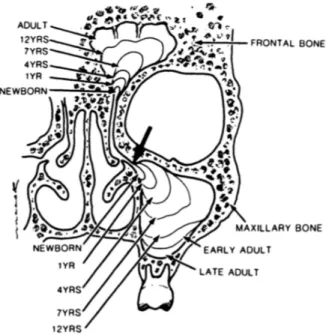 Figure 4 : croissance du sinus maxillaire en fonction de l’âge 