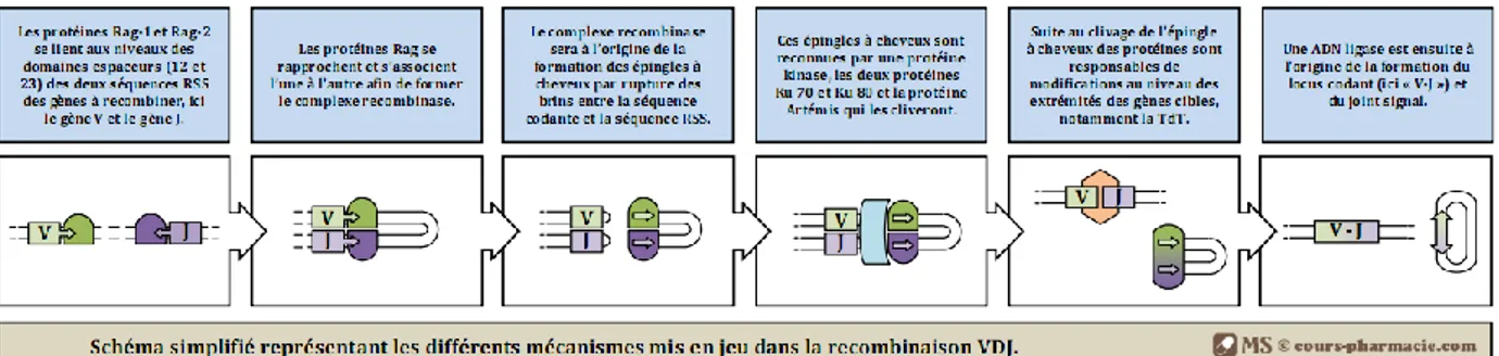 Figure 5. Étapes de la recombinaison V-J 