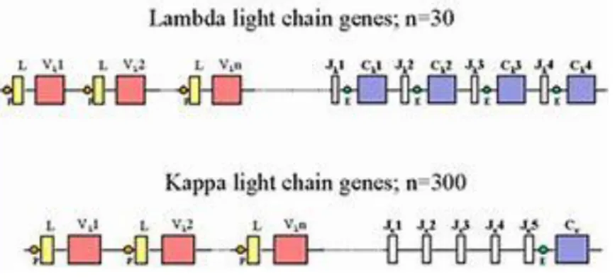 Figure 8. Étapes de la synthèse des Ig 