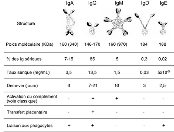 Figure 9. Les classes d’immunoglobulines et leurs principales caractéristiques 