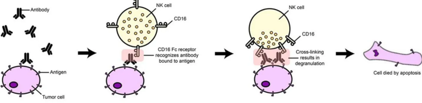 Figure 13.  Illustration de la cytotoxicité des cellules tumorales par un mécanisme ADCC 