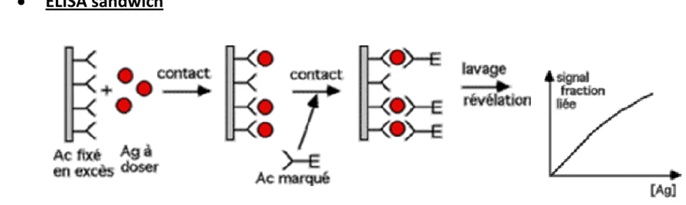 Figure 15. Principe de l’ELISA sandwich 