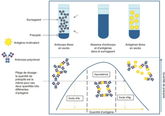 Figure 17. Courbe de réaction d’immunoprécipitation 