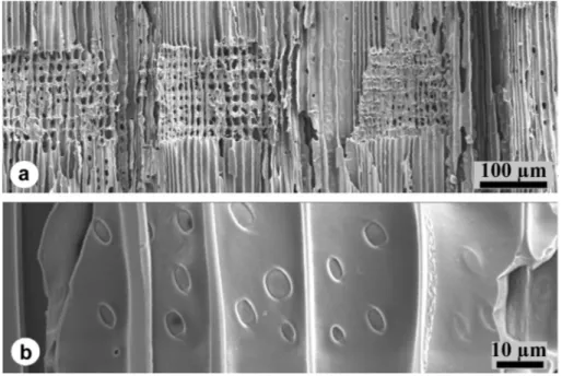 Figure 2. Carbonized softwood cross-field pitting. – a: Rays of the charcoalified thin-walled  earlywood are usually pulled apart during sample preparation (Pinus sylvestris)