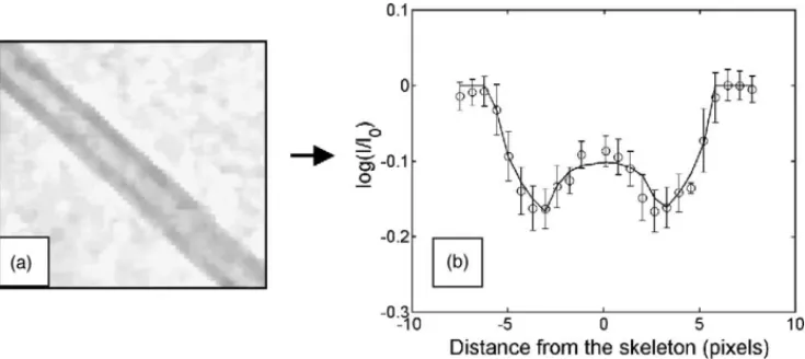 Fig. 3. Principle of nanotube characterization by the image analysis procedure: from a given nanotube (a), its intensity profile is determined as a function of the distance from its center (b)