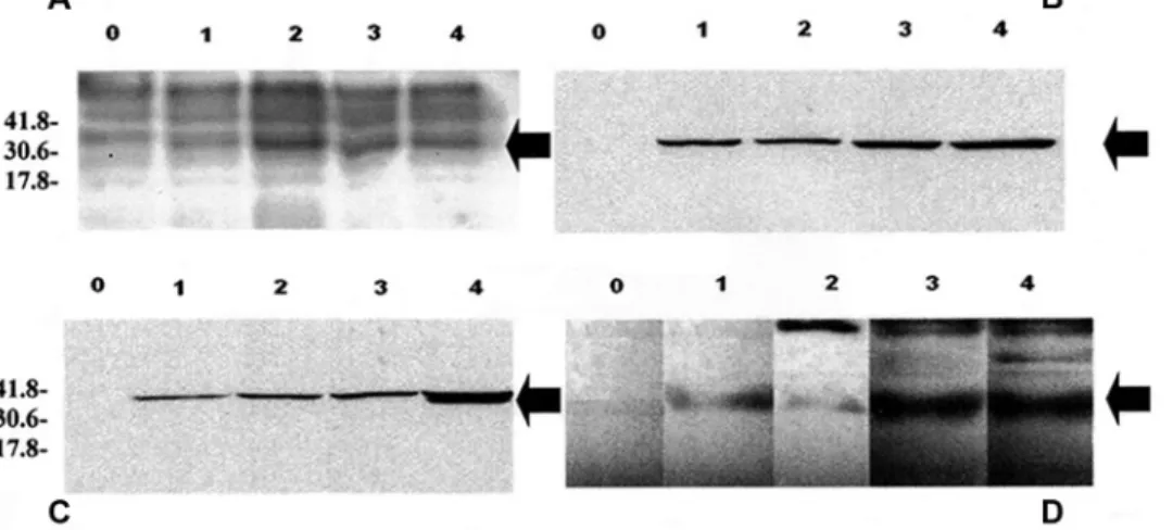 Figure 1.  Induction of the recombinant (r)GRA6 protein. Lane 0: no induction; lane 1: 1-hr induction; lane 2: 2-hr induction; lane 3: 