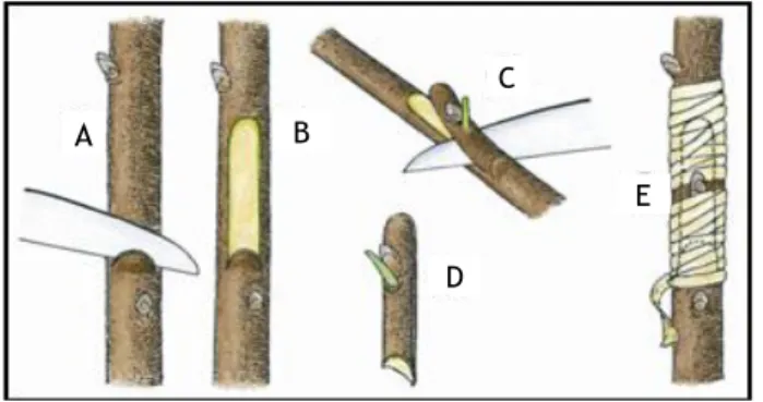 Figure 4. Chip-budding grafting schema 