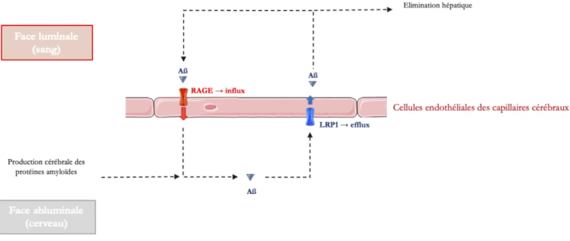 Figure 16 – Relation entre les systèmes d'import et d’export des peptides amyloïdes au ni- ni-veau de l'endothélium des capillaires cérébraux 