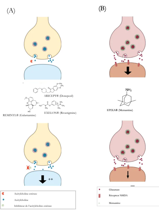 Figure 22 – Molécules disponibles pour le traitement symptomatique de la maladie d’Alzheimer    