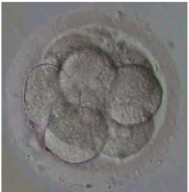 Figure 3 : Image d'un embryon à J3 