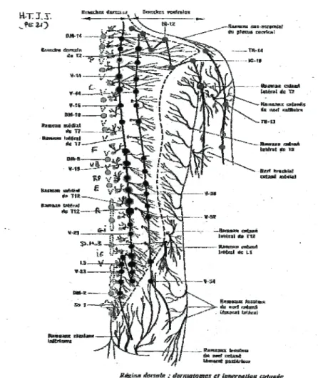 Figure 10 : Point Shu du dos et terminaisons nerveuses 