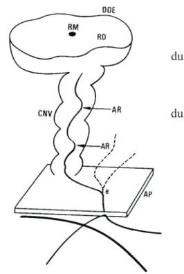 Figure 11 schéma de la &#34;cheminé&#34; neurovasculaire selon Senelar [32] 