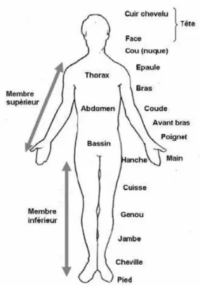 Figure 1 : Termes anatomiques permettant la localisation des lésions 
