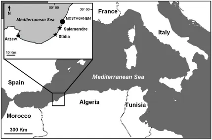 Fig. 1 – Geographical location of the two sampling sites (stars): Stidia and Salamandre (from s oualili et al
