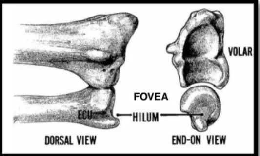 Figure  1.  DRUJ  anatomy  with  the  sigmoid  notch  of  the  radius,  the  articular  surface  of  the  ulnar  head with the fovea or fossa .  From Diane Coker, 2010      Three main types of DRUJ 31  can be observed in the coronal plane :     ‐ Type I : 