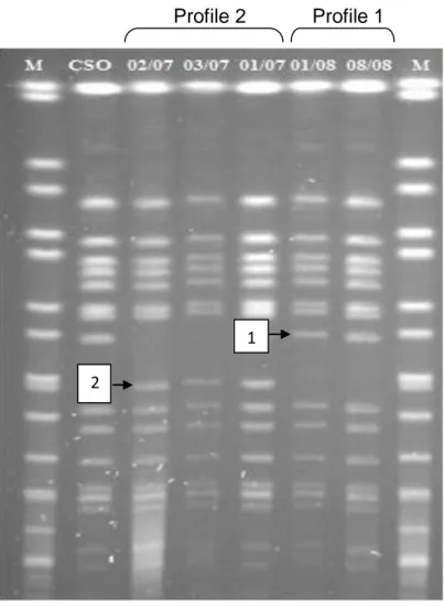 Figure 2d: Pulsed Field Gel Electrophoresis (PFGE) pattern of S. Oakland isolates with  restriction using Xba1 in the study area