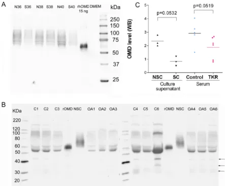 Fig 2. Western-blotting detection of osteomodulin using goat polyclonal antisera raised against entire osteomodulin