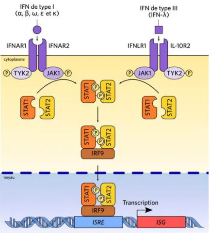 Figure 9 : exemple de signalisation des interférons de type I et III par le système JAK/STAT 