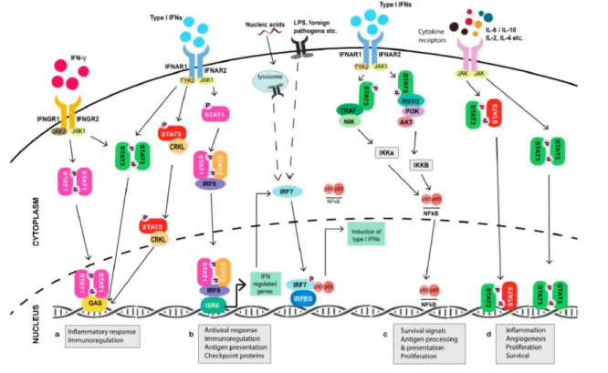 Figure  10:  schéma  représentant  les  voies  de  transcription  et  de  communication  des  IFN  permises  par  le  système JAK-STAT[50] 