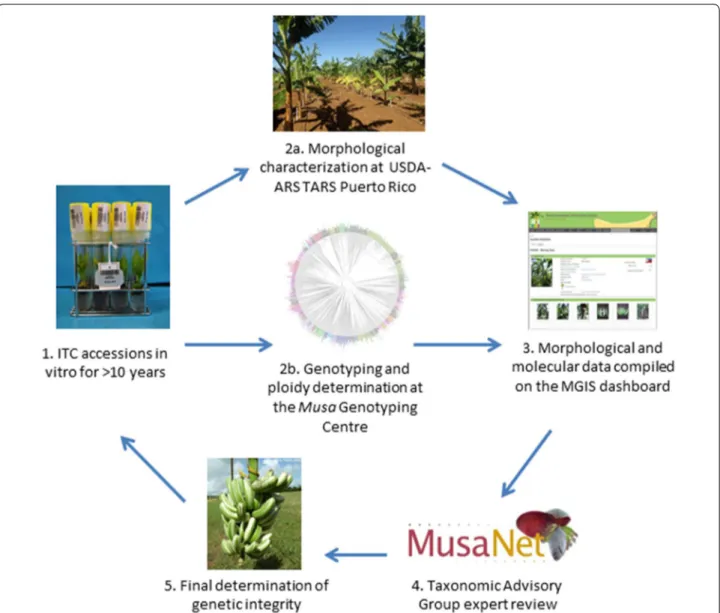 Fig. 4  The workflow of the field verification activity, starting with ten year-old accessions at the ITC (1), that are sent to the field verification site in  Puerto Rico (at USDA) and the Musa Genotyping Centre for characterization (2a/2b), after which t