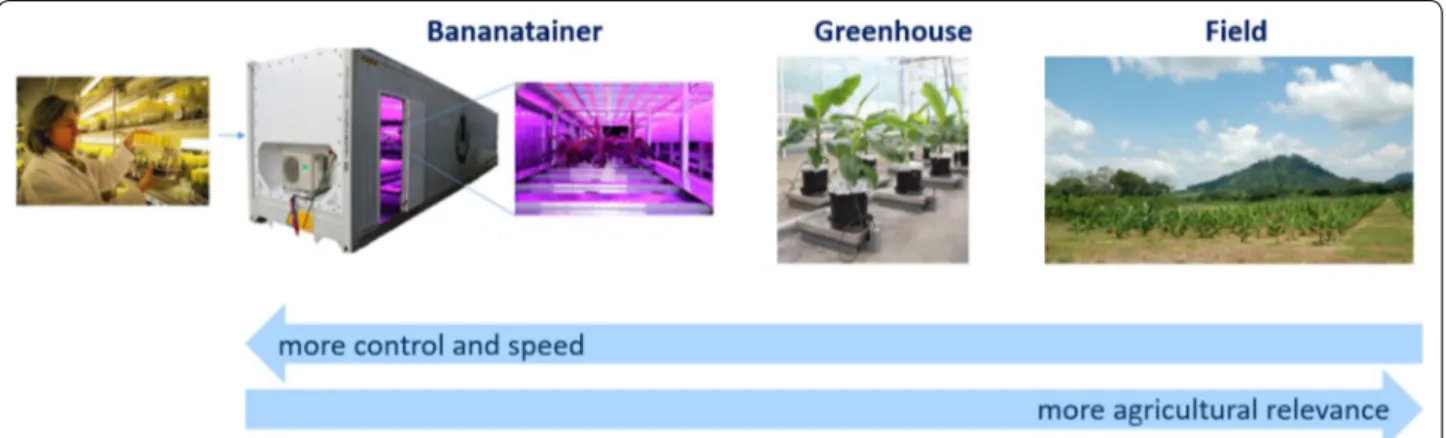 Fig. 5  Workflow for banana phenotyping at Bioversity International. By simulating different climates in a sophisticated controlled lab environment  (the bananatainer) at the same location as the ITC collection, the ITC collection is efficiently being scre