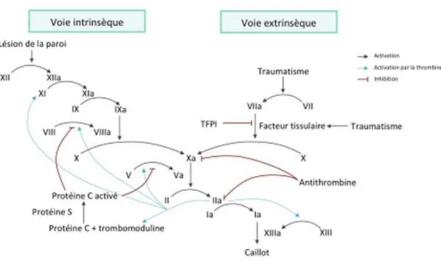 Figure 1 : La cascade de la coagulation (8).