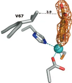 FIG. 5. Difference electron density map (F complex ⫺ F wt ) at con- con-toured 2 ␴ (orange) corresponding to the area of the complex structure where the pyridine-2,4-dicarboxylate inhibitor was modeled