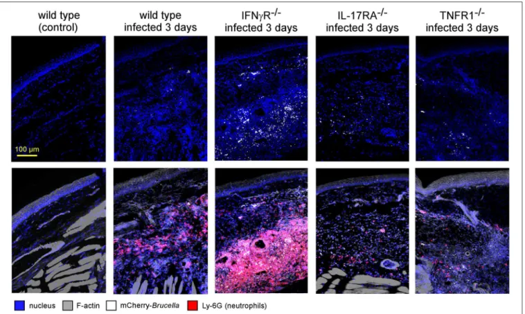 FIGURE 8 | IFNγR deficiency leads to the massive recruitment of neutrophils in dermal tissue