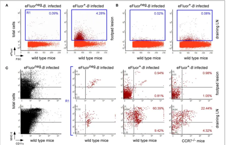 FIGURE 10 | CCR7 deficiency reduced the frequency of infected dendritic cells in popliteal draining lymph nodes