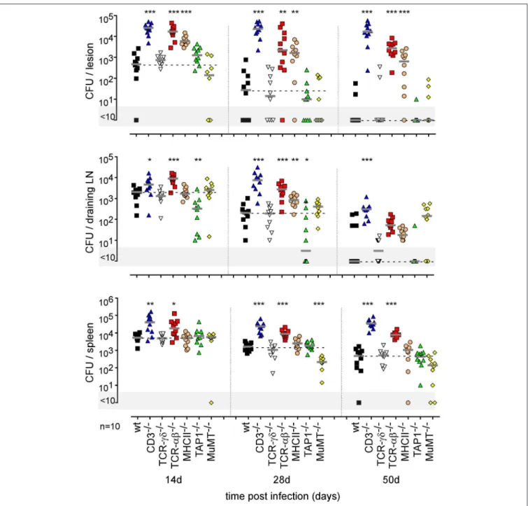 FIGURE 11 | Impact of various lymphocytes deficiencies on the course of intradermal Brucella infection