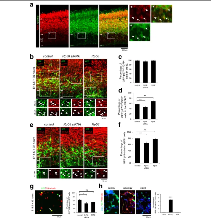 Fig. 1 The effects of Rp58 disruption on p27 kip1 within the embryonic cortex. a Immunostaining of Rp58 and p27 kip1 to reveal their co-presence in cells of the VZ/SVZ, IZ and CP