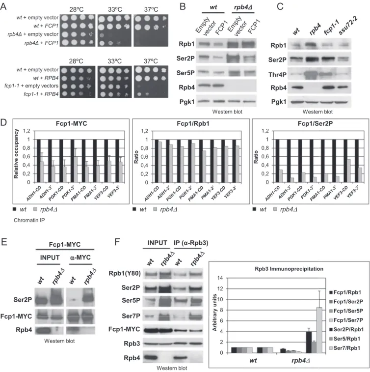 Figure 5. Rpb4 is required for proper Fcp1 association and Ser2 dephosphorylation. (A) Genetic interactions between RPB4 and FCP1
