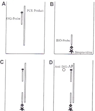 FIG  1  - Steps  of  colorimetric  RT-PCR  assay  for  Apple  stem  grooving