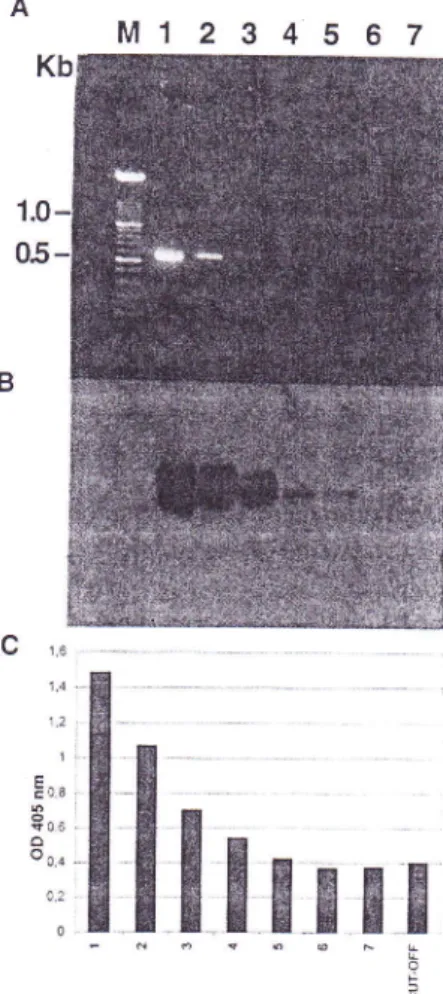 FIG  2  -  Detection of  successive  dilutions  (from  l:5 to l:500,000)  of