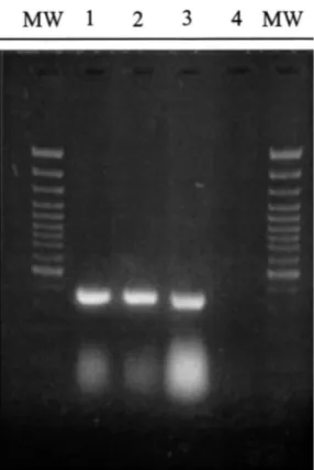 Fig. 1. PVY RT-PCR using the primers PVYF and PVYR4 on total RNA from tobacco leaves infected with PVY N -0321 (1) PVY O -0343 (2) and PVY c -0346 (3)