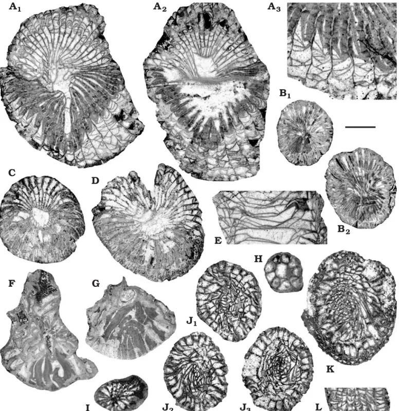 Fig. 8.  Devonian–Carboniferous rugose corals  from Turkey. A–E.  Caninophyllum charli sp