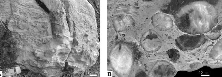 Fig. 3. Uppermost Famennian (Strunian) facies in the Topluca section, Turkey. A. Lower stromatoporoid biostrome (unit ET12a in Fig