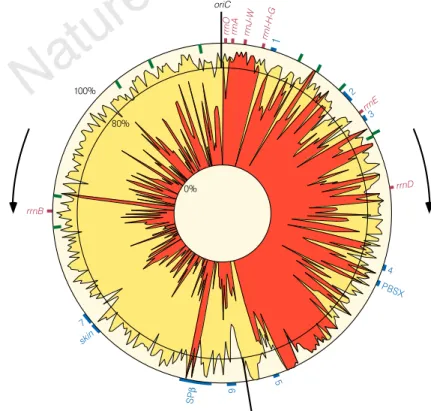 Figure 3 Density of coding nucleotides along the B. subtilis chromosome. Yellow stands for the density of coding nucleotides in both strands of the sequence; red indicates the density of coding nucleotides in the clockwise strand (nucleotides involved in g