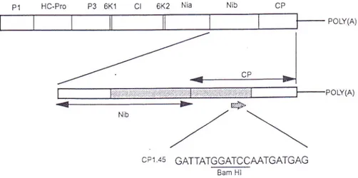 Fig.  l.  Genetic  map  of  the  potyvirus  genome  showing  the position  and  sequence  of  the specific  primer  (CP  1.45)  designed  from the known  sequence  of  the 5' terminal  part of the coat  protein  cistron