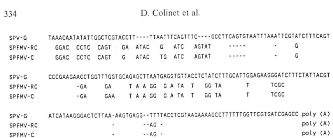 Fig.  5. Alignment of  the  nucleotide  sequence  ol  the  3'  untranslated  region  ol  the SPV-G genome  with  those  oISPFMV-RC  and  -C