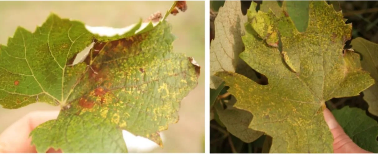 Figure 1. Symptoms of yellow ringspots on leaves of the Baco 22A rootstock in 2017. 