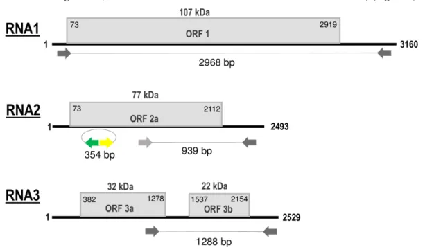 Figure 2. Schematic representation of genomic RNA segments of grapevine line pattern virus (GLPV)