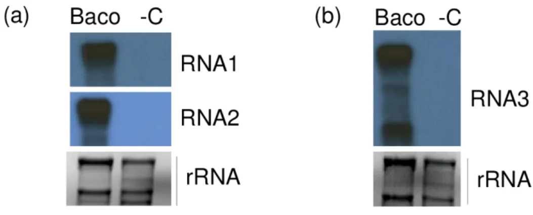 Figure 4. Validation of the presence of GLPV in a diseased vine by Northern blot. X-ray films exposed  after hybridizations using (a) RNA1 and RNA2, (b) RNA3 radioactively labelled virus-specific  riboprobes