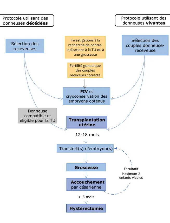 Figure 1 : la procédure de transplantation utérine 