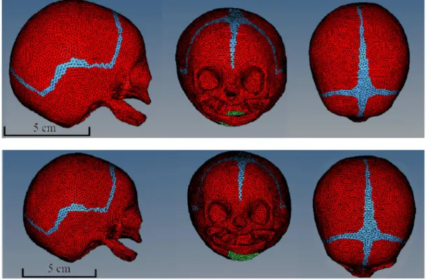 Fig. 8 : Crâne fœtal obtenu par maillage à partir des dimensions de Taung 1  (issu de Frémondière, 2015)